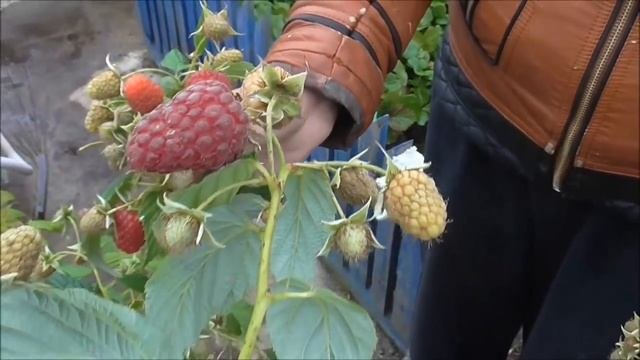 МАРАСТАР - поздний сорт ремонтантной малины.