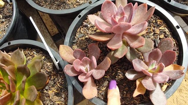 Suculentas Coloridas E Echeveria Hanaikada Como Cultivar