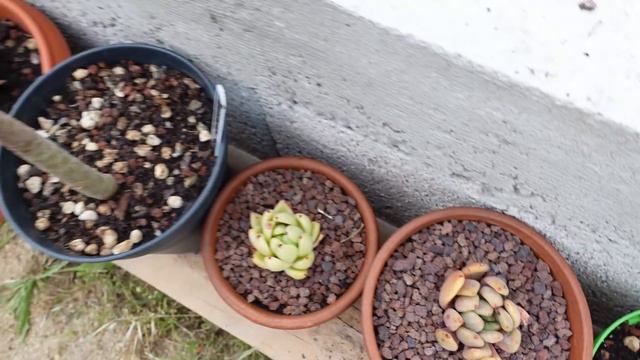 🌵#succulentscare #8 | UPDATE | Comment vont mes #plantesucculente #planttour