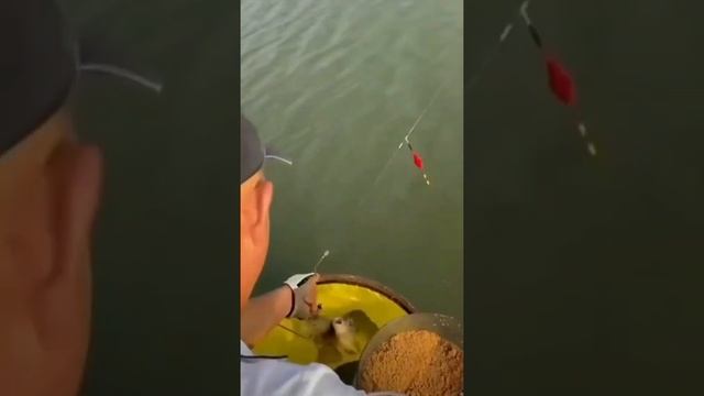 Такого клёва я не видел ? #рыбалка #рибалка #карась #карп #сазан #щука #рыба #shorts #россия #охота