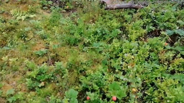 Татьяна. Ура! Едем на сбор морошки.Сезон 2023. Всё о ягоде морошке. Стоит дорого, достать трудно ч.