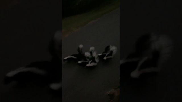 A Skunk Family On The Move   ViralHog