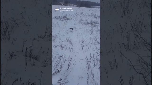 С папой всегда веселее