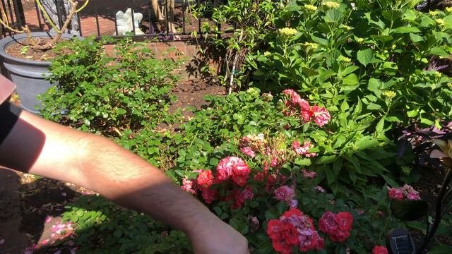 Deadheading Drift Roses Coral Apricot  Sweet Drift After First Flush  Heavy Rains