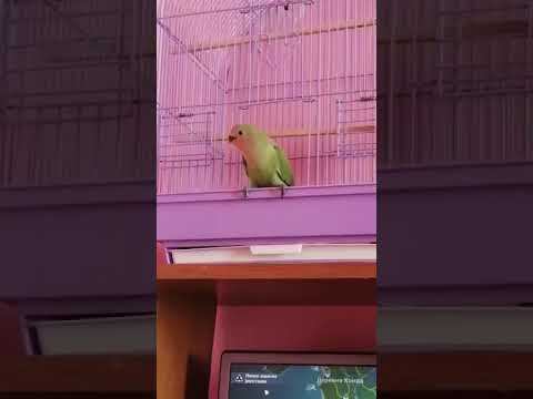 Неразлучник выкормыш