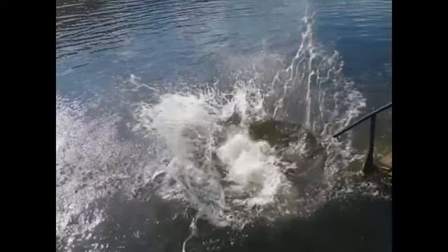 Как надо делать сальто!!MTHFK!!