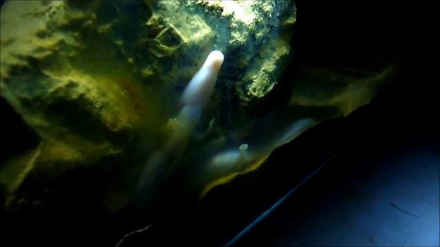le Protée Proteus anguinus