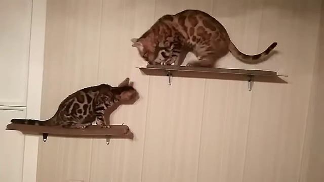 Бенгальские коты