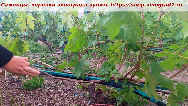 ГФ винограда БУСИНКА, селекция Пузенко Натальи Лариасовны- ждем чудо вместе?