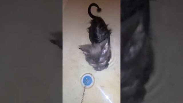Кот любит купаться)))))