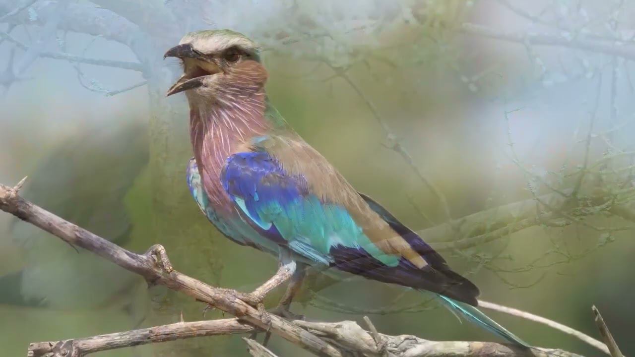 The Ultimate Bird Chirping Therapy, World of Musical Relaxation