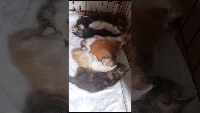 7 котят от кошечки с сюрпризом