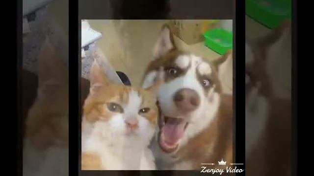 Мои домашние животные