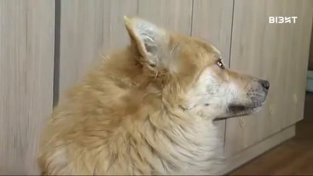 Костюмированный парад животных Кубок Хатико Кременчуг 2017