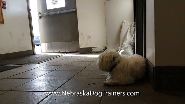 Chanel  10 Month old Teddy Bear (Shih Tzu/Coton de Tulear mix)