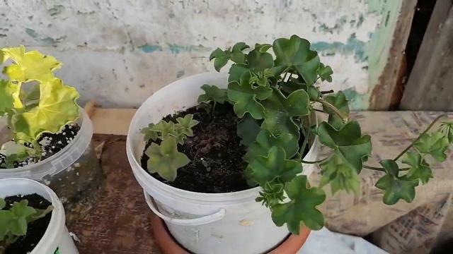Ура я на даче!  Работы ого го¡