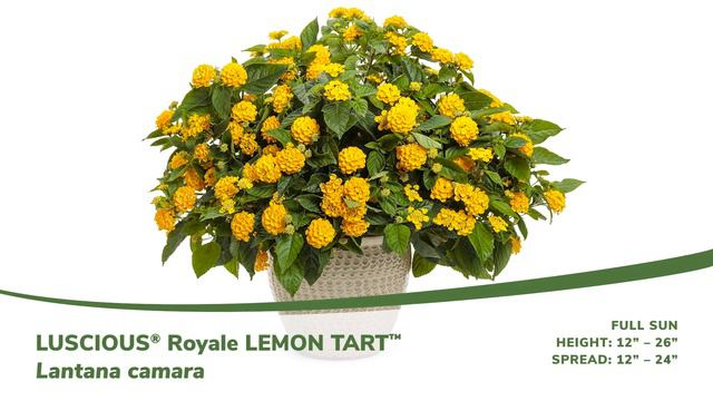Luscious Royale Lemon Tart Lantana
