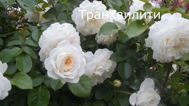 5 сортов роз Д.Остина.Очень достойные.Почему не в 1 десятке.