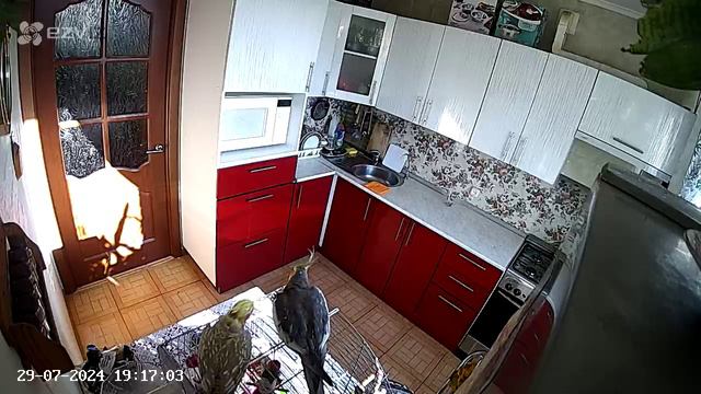 карелла попугай .mp4