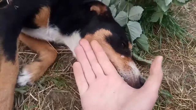 😻 КОСЬКИ И ПЁСЬКА