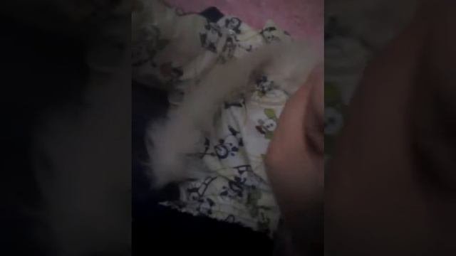 Вещи йорка