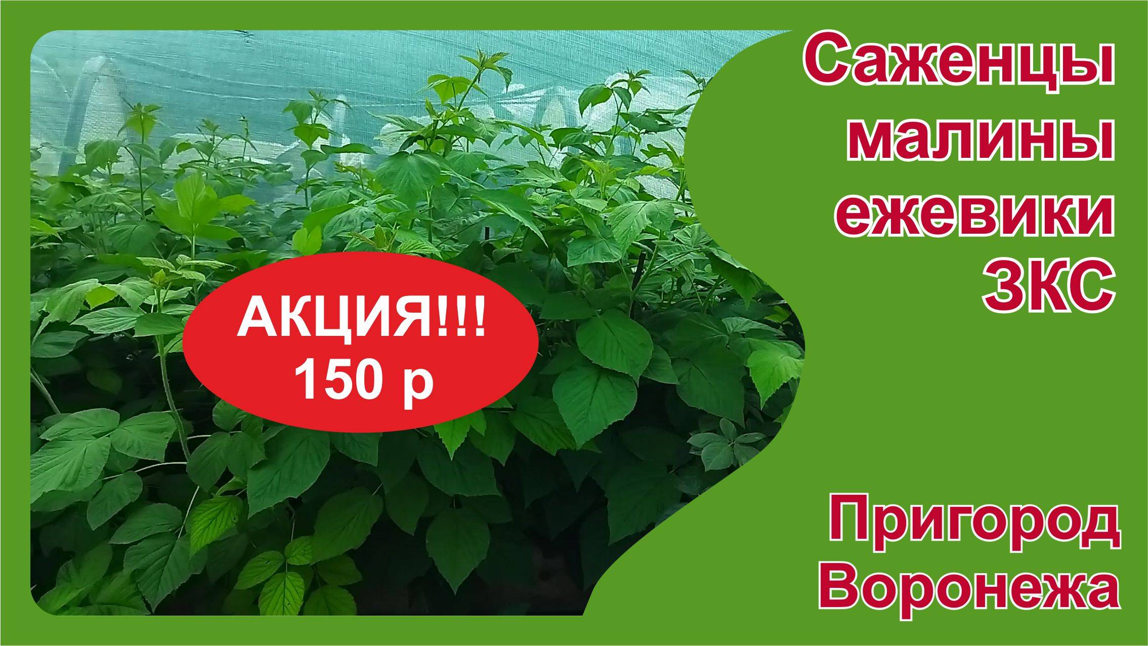 Распродажа малины и ежевики в августе. Пригород Воронежа