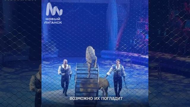 Девочку Машу из Макеевки пригласили в луганский цирк