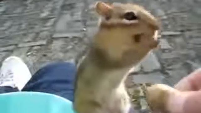 Жадный бурундук ПРИКОЛ :D