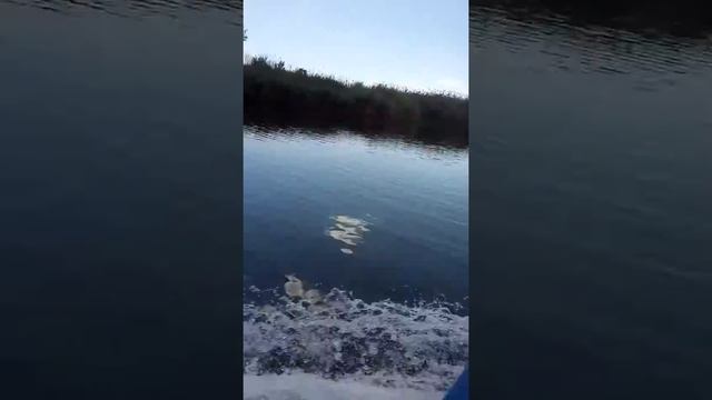 лодка МКМ с мотором Сузука 15