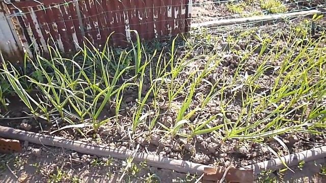 Прогулка по Огороду/ Результат Моих Работ на Сегодня