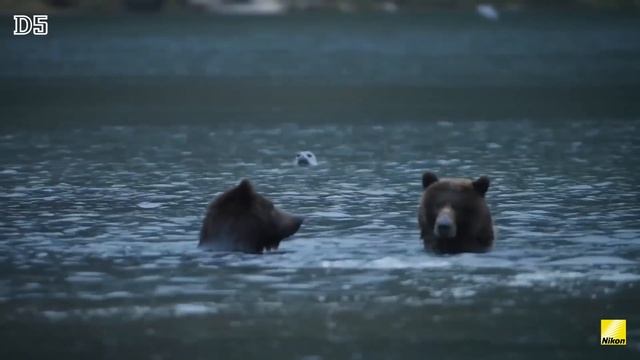 Listen to the pros: Nature  wildlife photography Nikon D5 Ole Jørgen Liodden
