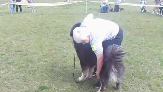 Гамбо в ринге