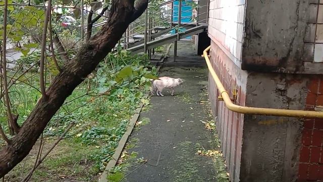 котик красиво уходит
