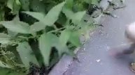 крапива