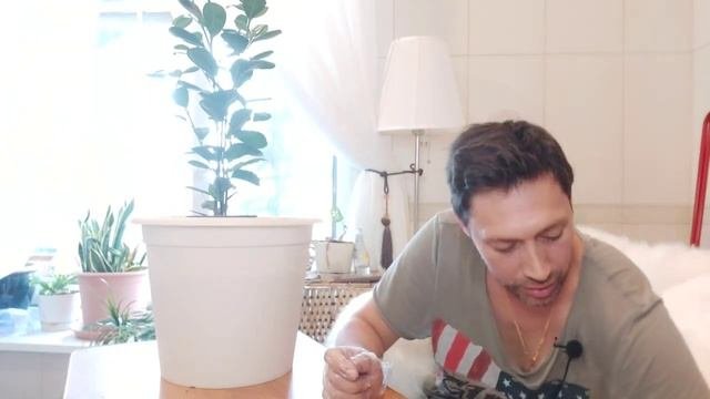 Фикус Мокламе новый питомец в доме