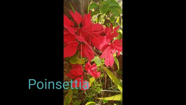 Amazing Flowers with Names part 2,  Flower Names , Mindfulness Memories