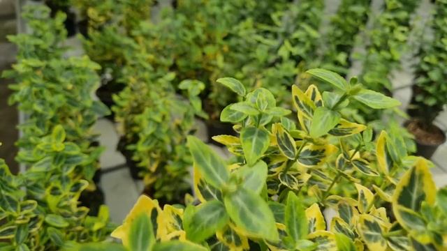 Euonymus | The Best Way to Grow | Rooting