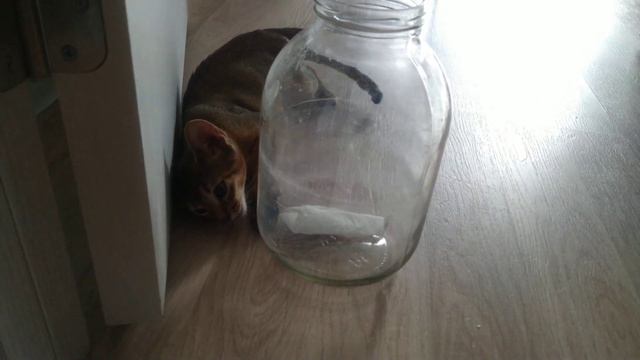 Абиссинская кошка Ли́са играет с банкой🤪