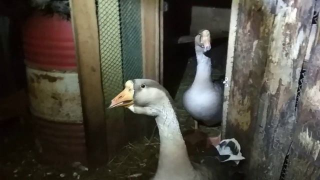 Не было у бабы заботы)Купила баба ,,,)