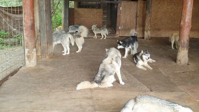 Дачный Детокс 8 день. часть 1/2. Приключения в парке Этномир и Дикий мир России в Калужской области