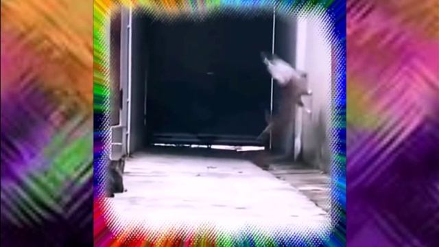 вот как это у них получается