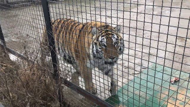 Тигр который любит метить посетителей A tiger who loves to mark visitors