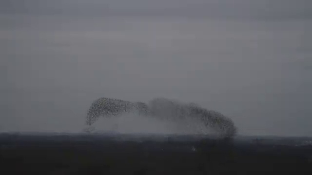 Танец птиц в небе