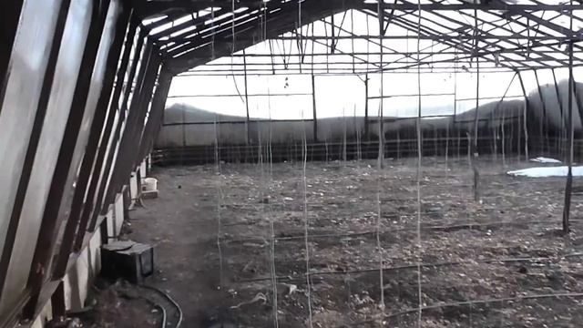 Куры в теплицах зимой