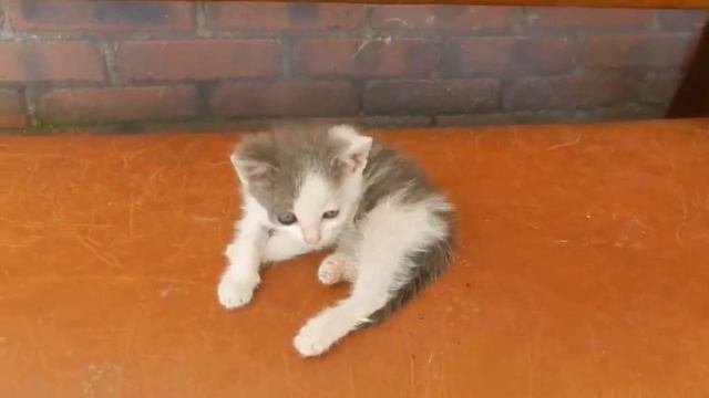 БОГ СОЗДАЛ КОШЕК ИЗ ЗЕМНЫХ СТРАСТЕЙ