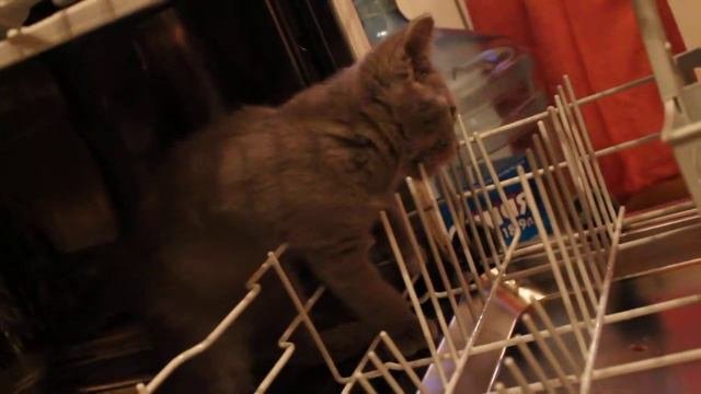 Шотландские котята, смешной милый котенок