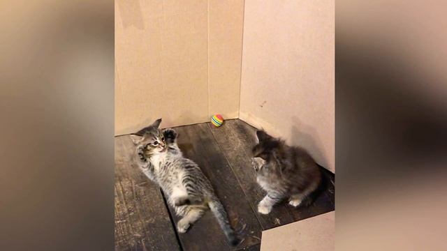 Что делят брат с сестрой или кошачий джиу джитсу. Борьба котят. Jujutsu kittens.