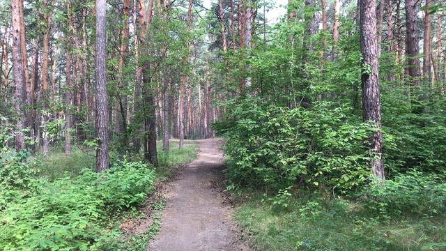 Омск. Чернолучье. Ночуем в палатке в сосновом бору