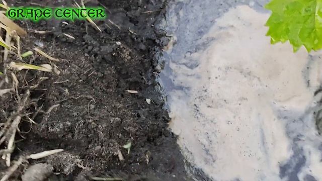 Полив саженцев винограда с одной важной хитростью. Watering vine seedlings with one important trick