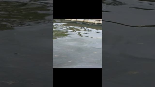 Уточки в озере #Животные #Утка #Озеро